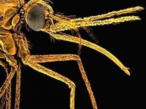 Dùng nấm thuần hoá muỗi truyền bệnh sốt rét