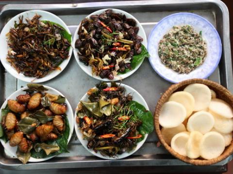 Nhà hàng côn trùng ở thủ đô Hà Nội