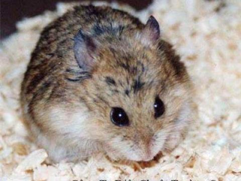 Tác hại của chuột và biện pháp xử lý côn trùng chuột