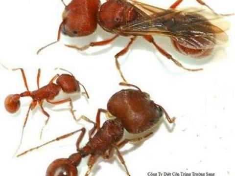 Tác hại của kiến và biện pháp xử lý côn trùng kiến