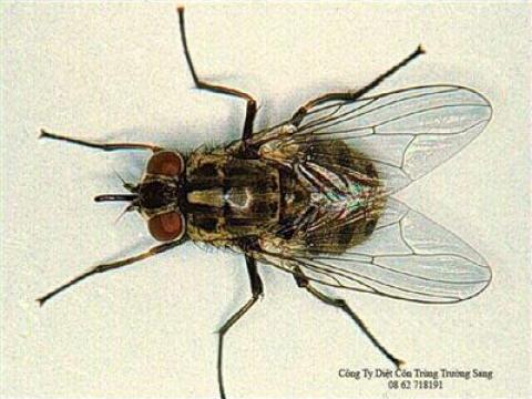 Tác hại của ruồi và biện pháp xử lý côn trùng ruồi