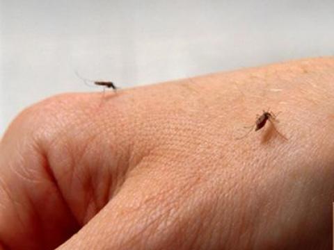 Muỗi cái thích gì - Muỗi là trung gian truyền bệnh ký sinh trùng
