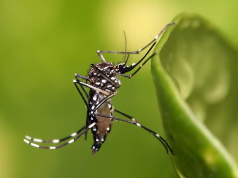 Muỗi Wyeomyia smithii biến đổi gene để thích nghi với khí hậu ấm lên