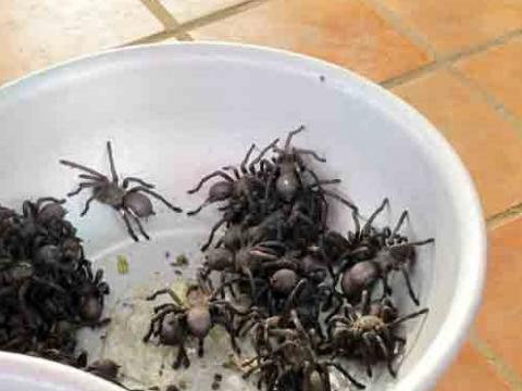 Đi chợ côn trùng, ăn thịt nhện ở xứ chùa Tháp