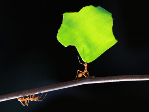 Sự thật thú vị về loài kiến