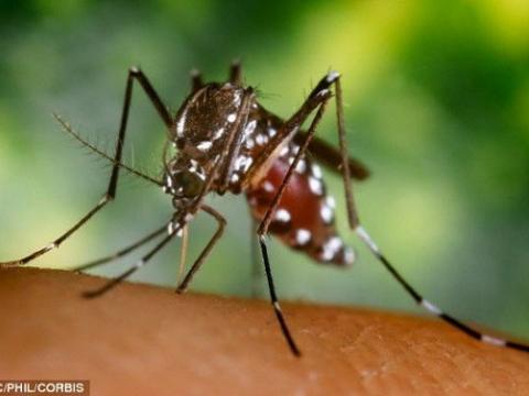 Lý giải mới về chuyện muỗi không thể lây nhiễm HIV