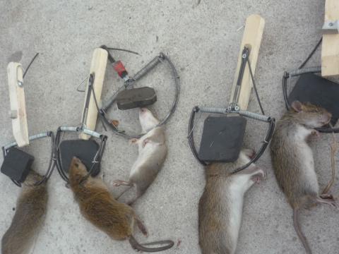 Làm sao diệt chuột, bẫy chuột đạt hiệu quả cao nhất ở quận 7