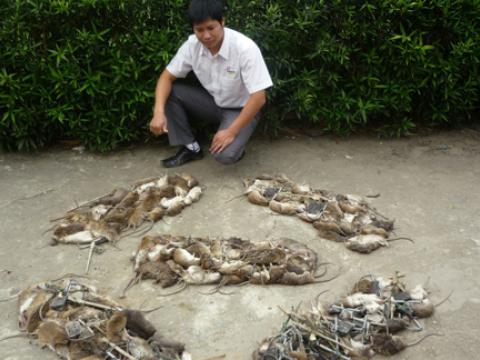 Bẫy diệt chuột độc đáo ở Việt Nam