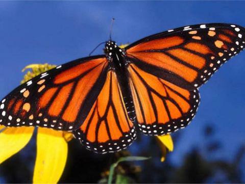 Cứ vào khoảng tháng 8 hàng năm, Bướm Monarch lại di cư