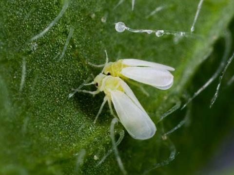 Loài bướm trắng Bemisia tabaci hợp tác với virus để bành trướng thế giới