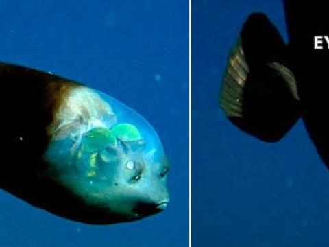 Loài cá kỳ lạ sống ở vùng nước sâu có tên là cá mắt trống