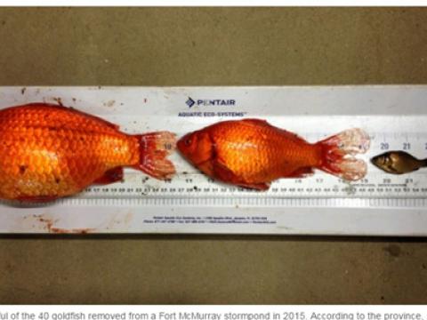 Xuất hiện cá vàng lớn dị thường ở Canada năm 2015