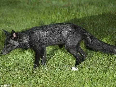 Năm 2015 phát hiện loài cáo đen cực hiếm ở Anh
