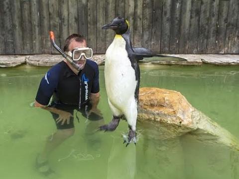 Chim cánh cụt Charlotte tập bơi vì sợ nước