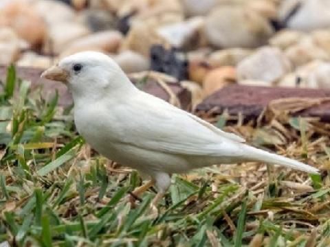 Australia xuất hiện chim sẻ bạch tạng quý hiếm năm 2015