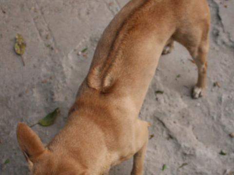 Nguồn gốc chính xác của loài chó xoáy Phú Quốc ở đâu?