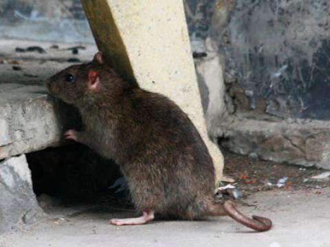 Chuột là vật chủ trung gian truyền bệnh