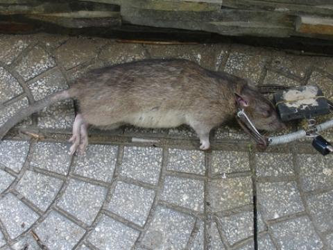 Cách sơ cứu vết thương do chuột cắn