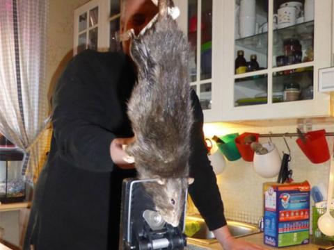 Chuột khổng lồ gặm thủng tường bê tông tại Thụy Điển