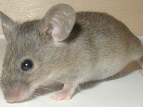 35 căn bệnh từ Chuột - dịch vụ diệt chuột