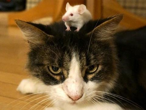 Khi nhiễm kí sinh trùng,chuột không sợ mèo