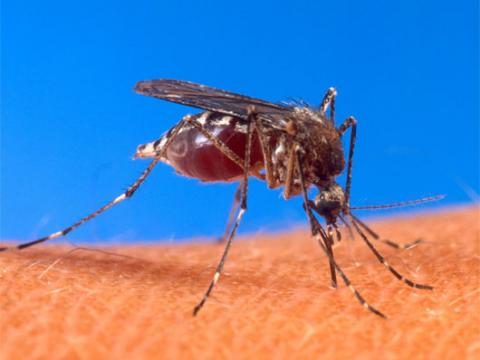 Muỗi, Bạch tuộc xanh và 6 kẻ thù đáng sợ cho con người