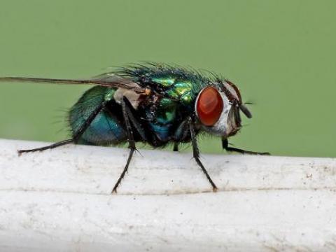 Phương pháp dân gian để phòng chống ruồi, diệt ruồi tận gốc năm 2015