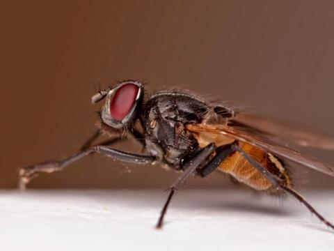 Ruồi đực mất cảm xúc với ruồi cái, ruồi có đồng tính