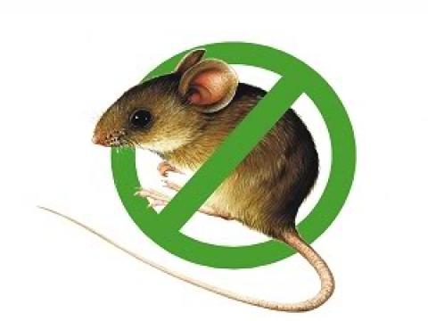 Công ty T&C hướng dẫn cách diệt chuột