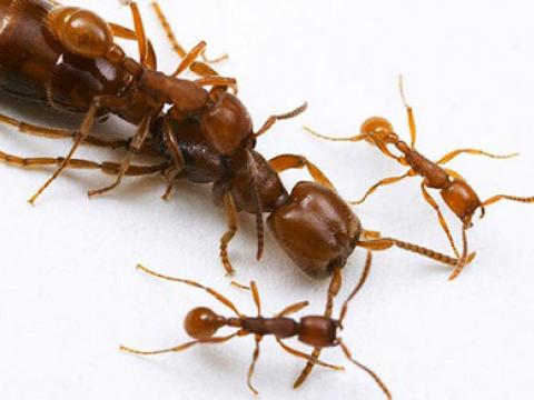 Diệt côn trùng kiến, diệt kiến giá rẻ tháng 08 năm 2015