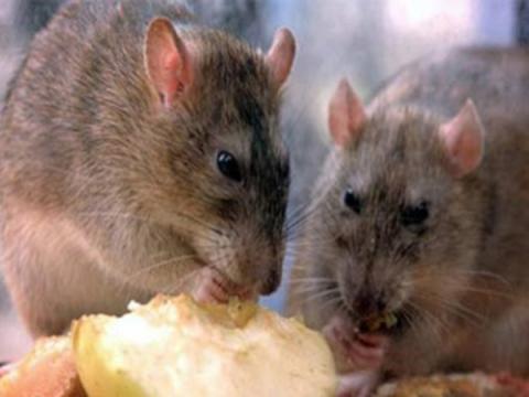 Diệt chuột bằng vi khuẩn, diệt chuột giá rẻ, diệt chuột hiệu quả