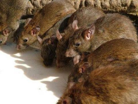 Diệt chuột, bọ chét, diệt chuột giá rẻ phòng bệnh dịch hạch