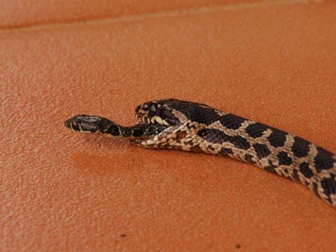 Con rắn nhỏ đang bò ra từ miệng rắn to. (Ảnh: National Geographic)