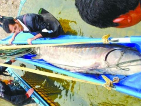 Tìm bắt con cá tầm nặng hơn 350 ở Trung Quốc