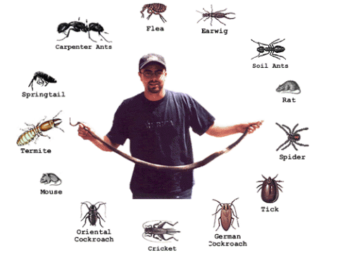 Diệt côn trùng Ruồi, Muỗi, Kiến, Gián chuyên nghiệp tại Bình Dương