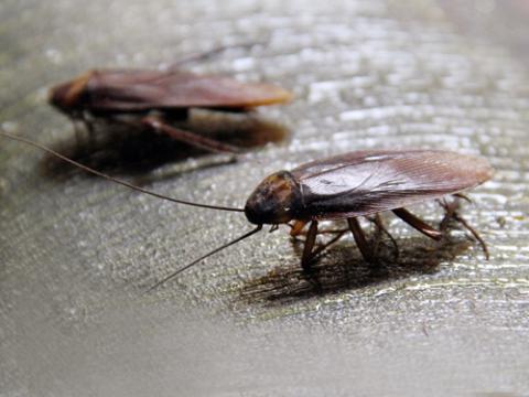 Diệt côn trùng trong nhà, diệt gián, chống mối mọt năm 2015