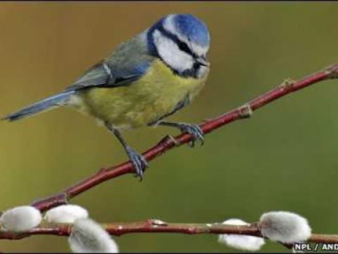 Loại chim sẻ ngô có thể sử dụng “dầu thơm” như người