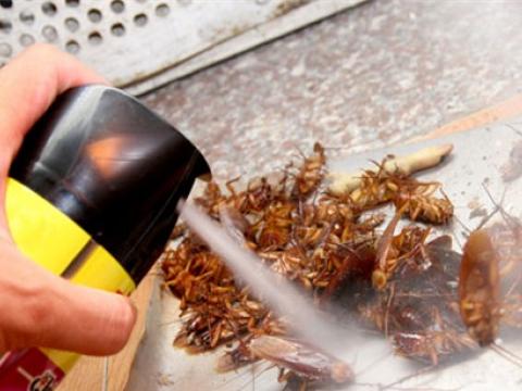 Dùng thuốc diệt côn trùng sao cho không hại sức khỏe.
