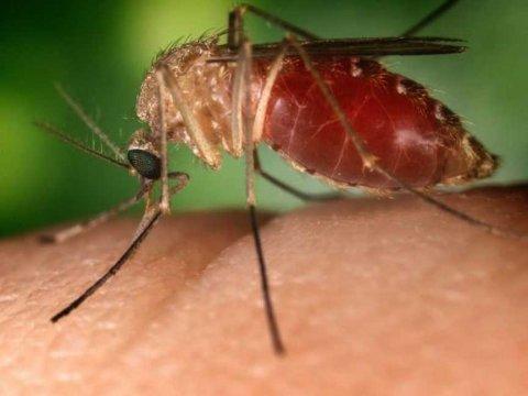 Sự ra đời của một loại thuốc chống muỗi không mùi tự nhiên