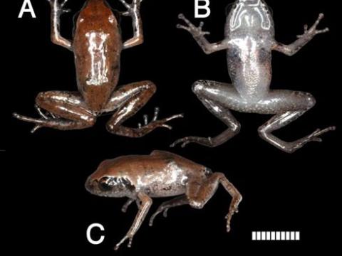 Các nhà khoa học phát hiện loài ếch cây mới ở Việt Nam