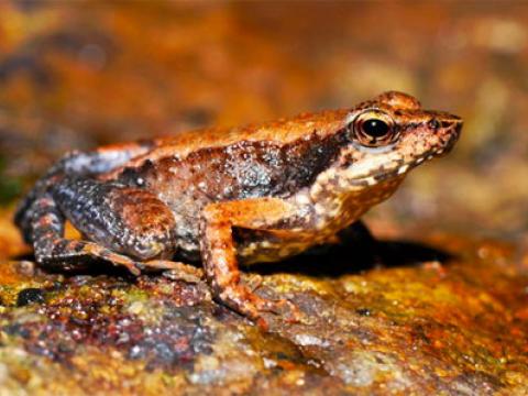 Công bố phát hiện 14 loài ếch mới tại vùng rừng núi Western Ghats