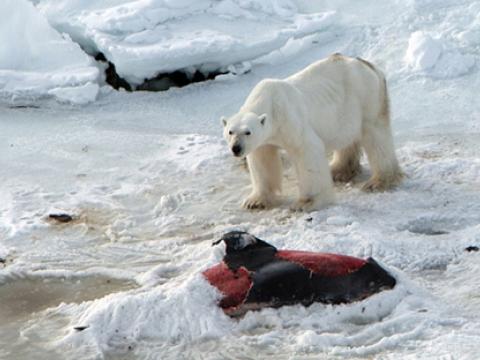 Gấu Bắc Cực ăn thịt cá heo do biến đổi khí hậu năm 2015