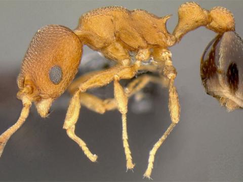 Phát hiện loài kiến "hải tặc" kỳ lạ