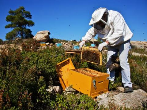 Thiếu ong mật, sản lượng cây trồng nhiều nước bị đe dọa