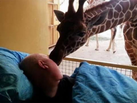 Hươu cao cổ hôn tạm biệt một nhân viên sở thú