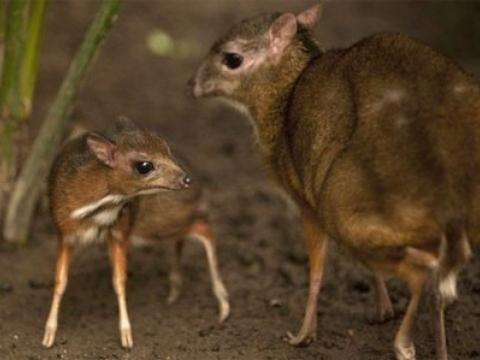 Loài hươu chuột Java là động vật có móng nhỏ nhất trên thế giới