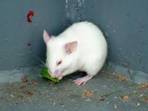 Loài chuột không biết say rượu sống ở tại Malaysia