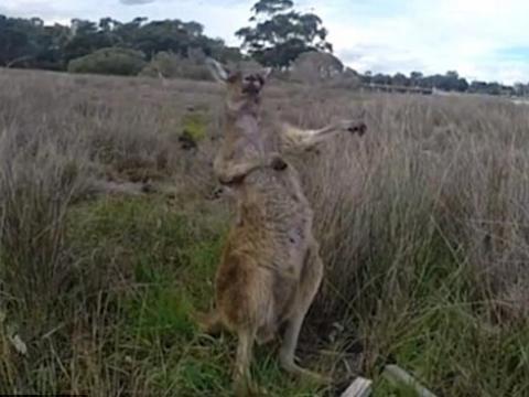 Phát hiện mới loài Kangaroo thuận tay trái
