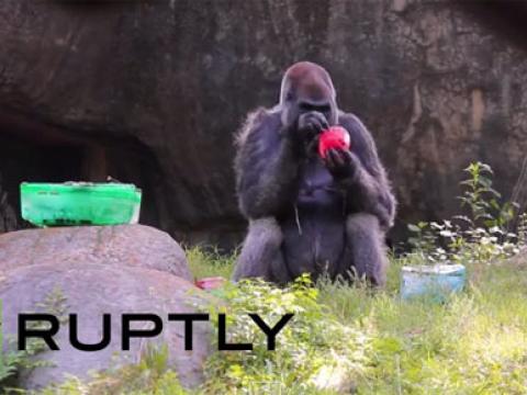 Vườn thú Atlanta, hôm 15/6 tổ chức sinh nhật lần thứ 53 cho khỉ đột