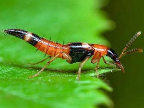 Kiến ba khoang, cách phòng tránh loài côn trùng độc hại này